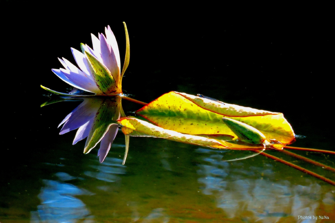 Reflex Nymphaea