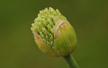 Yet to bloom