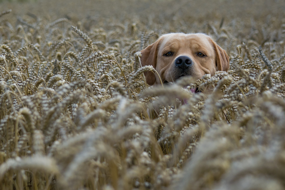 Our Labrador