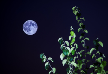 Blue Moon
