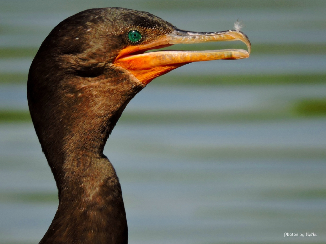 Neotropic Cormorant