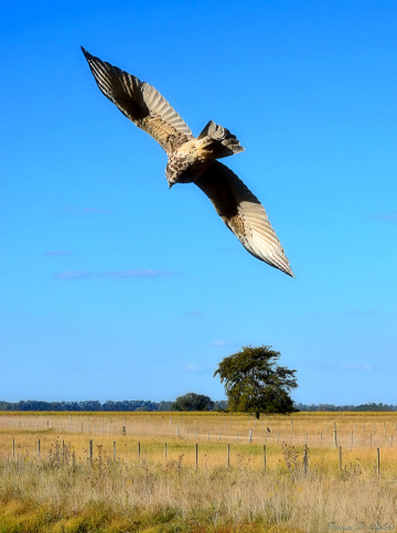 On the pampas
