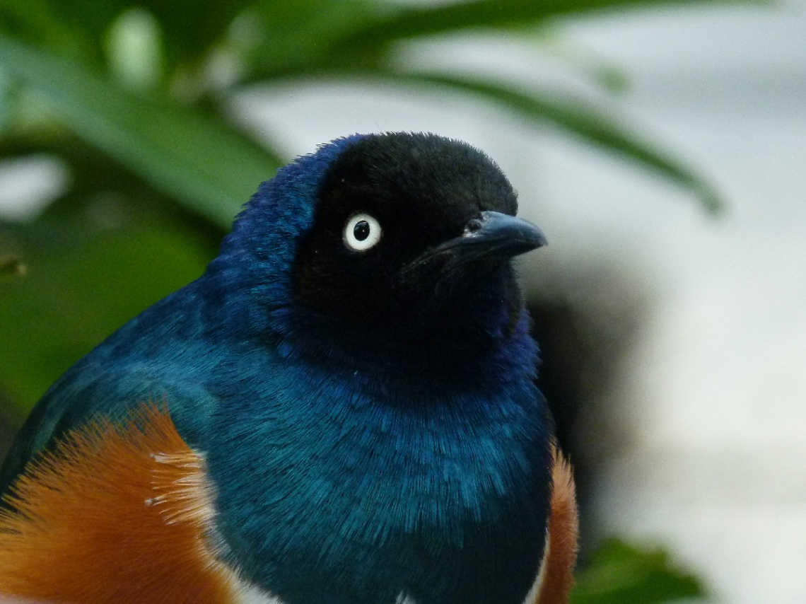 bunter Vogel