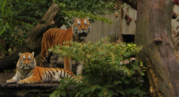 Amur Tigers