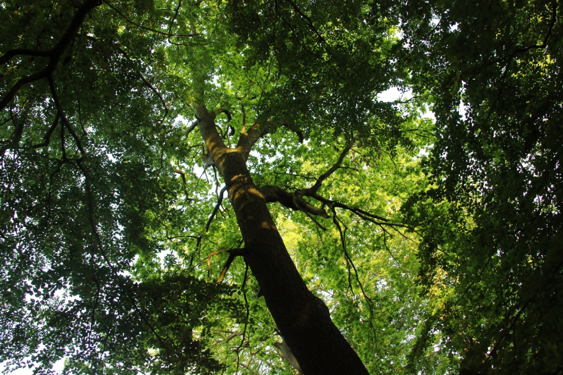 Looking up