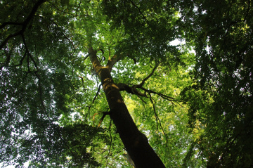 Looking up