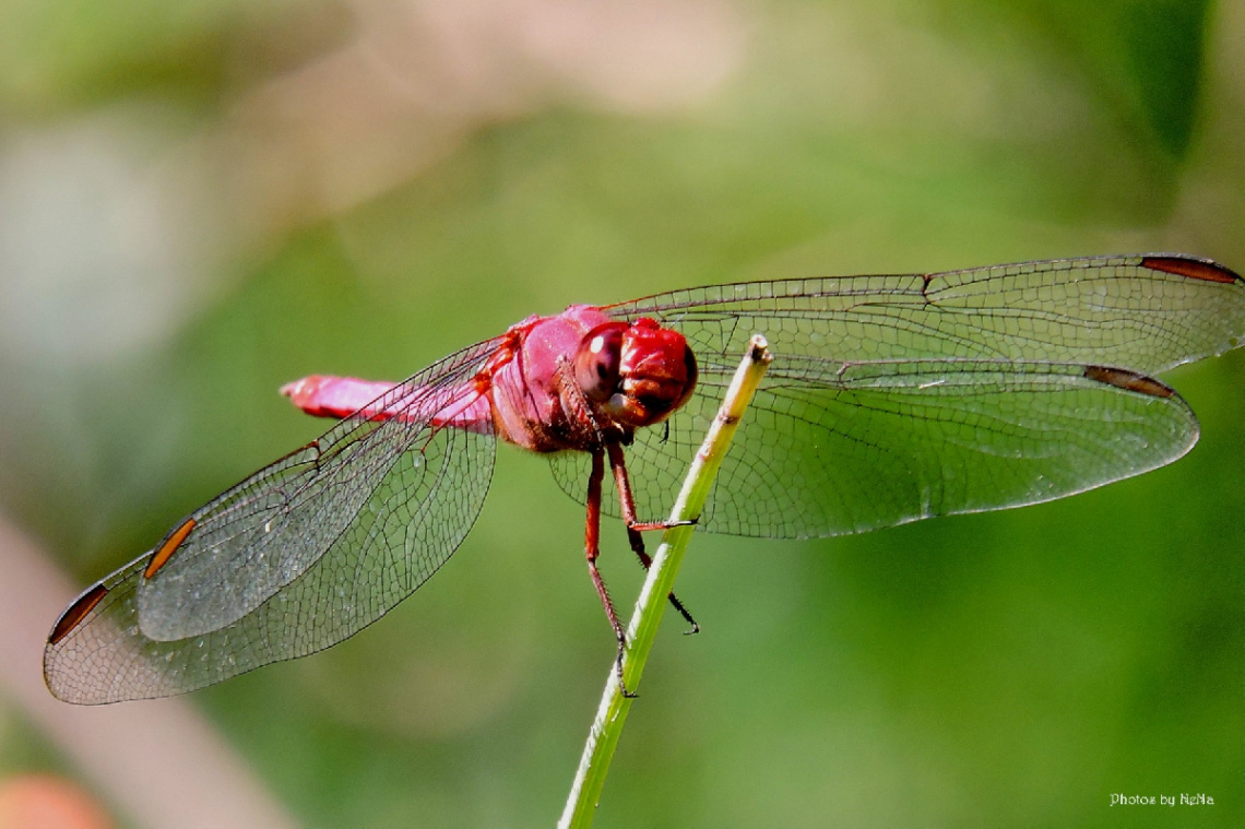 Red Dragonfly