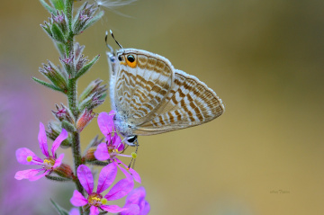 MİNİ MİNİ YAŞAMLAR (142) ...........