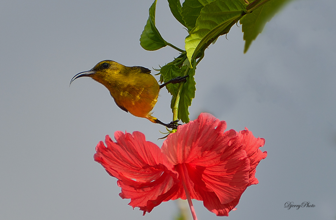 Sunbird