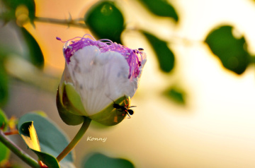 caper flower