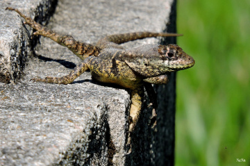 Sunbathing with pose