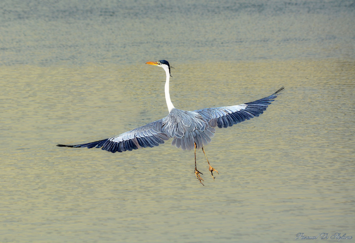 Over the lake II