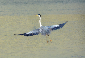 Over the lake II