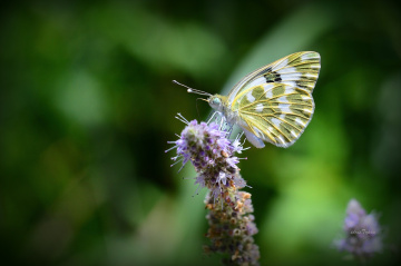 MİNİ MİNİ YAŞAMLAR (143) ...........