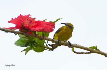 Sunbird #2