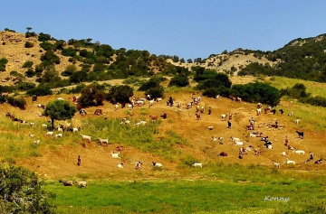 grazing