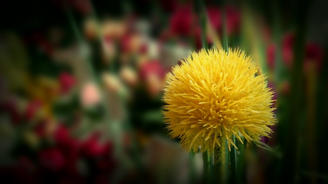 Essence of Season 