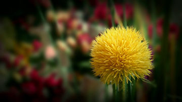 Essence of Season 