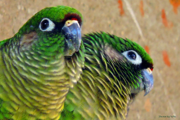 A charming couple