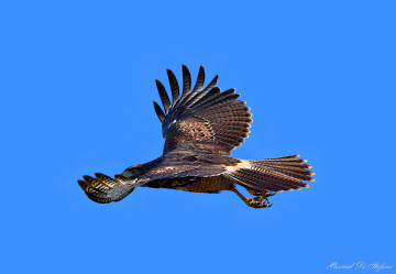 Great Fly 