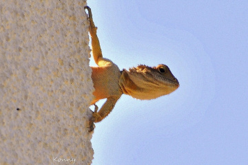 Morning sun bath .. :)) 