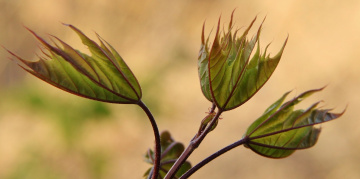 Three leaves
