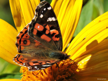 Orange Butterfly