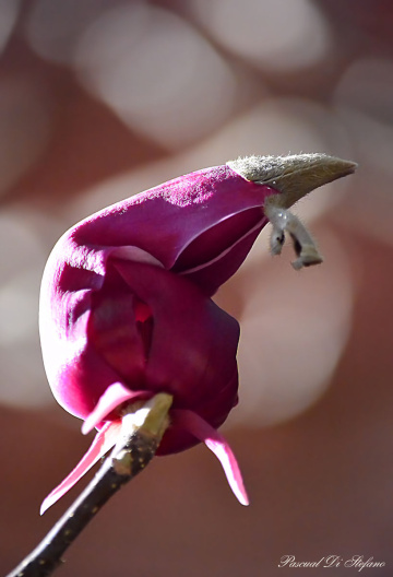 Magnolia purpurea