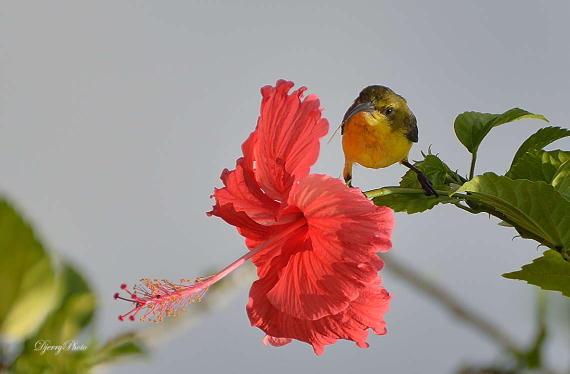 Sunbird #4
