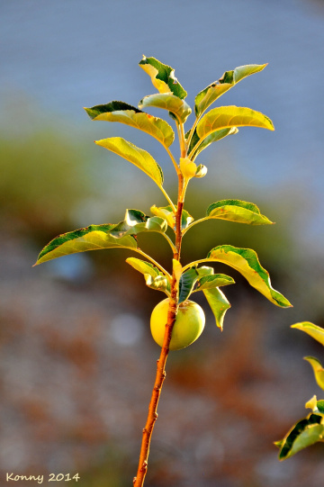 one apple 