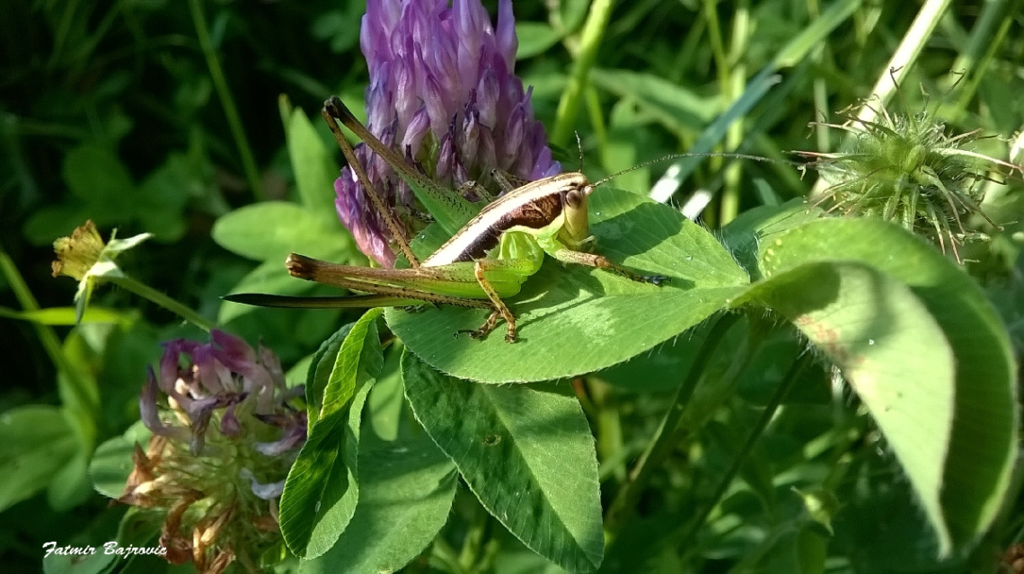 locust