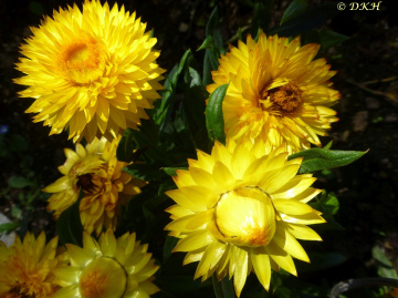 Yellow stars