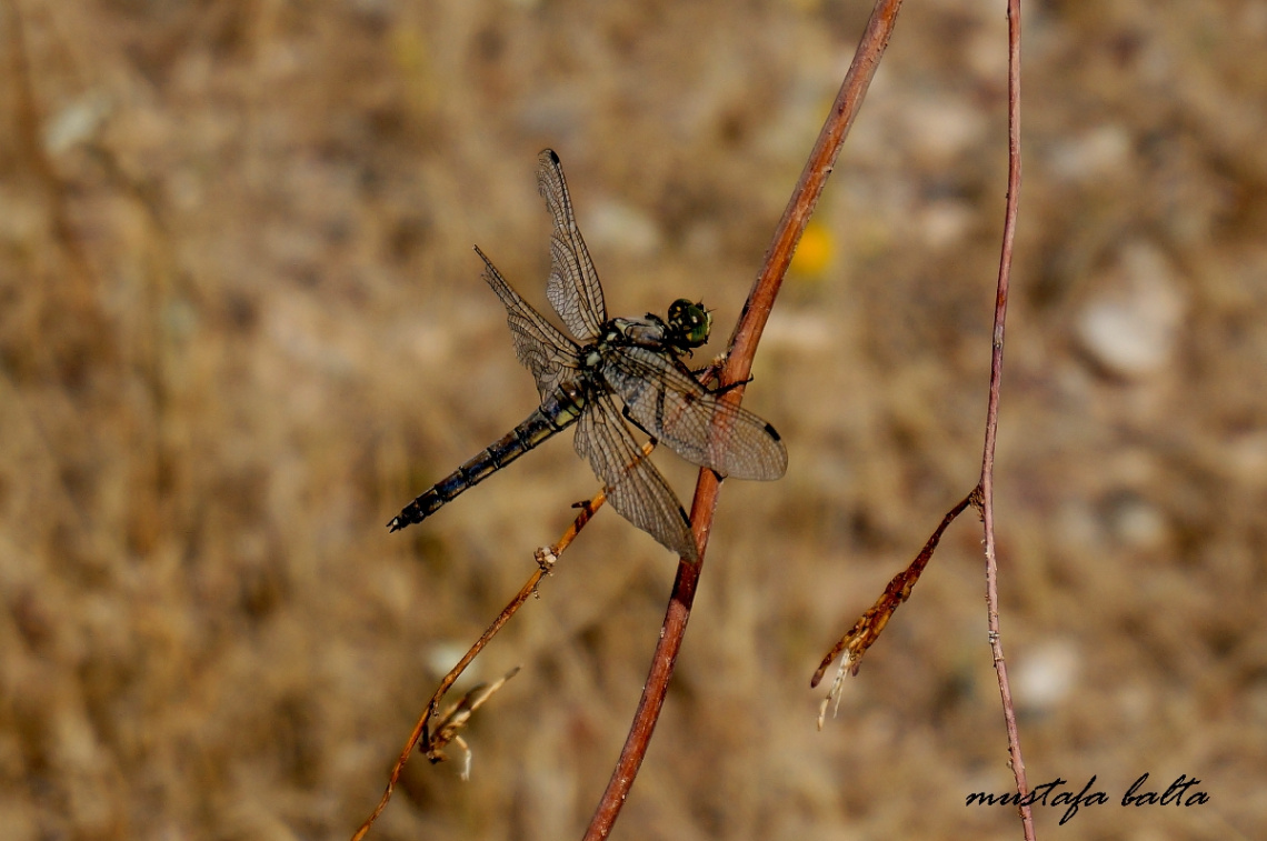 Yusufcuk- Dragonfly