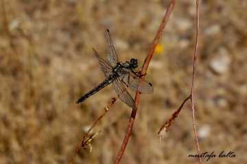 Yusufcuk- Dragonfly