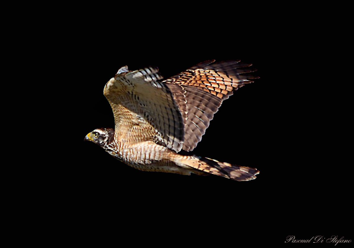 Eagle in the dark III
