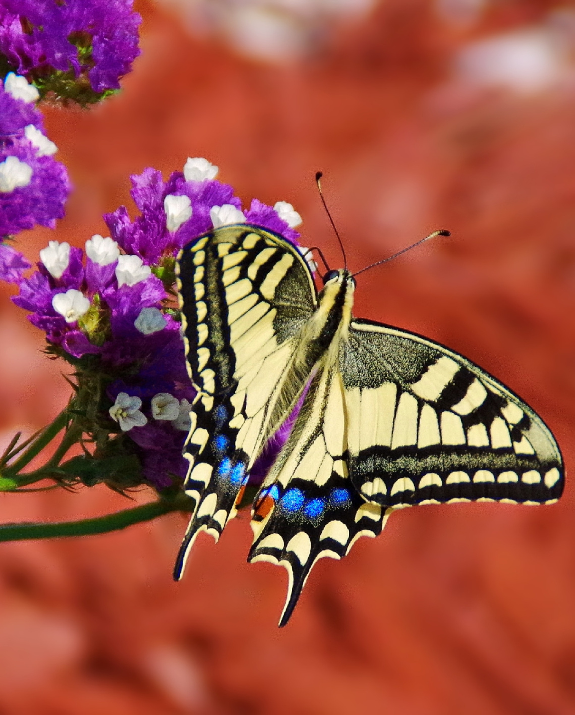 On purple