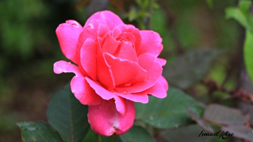 GÜL
