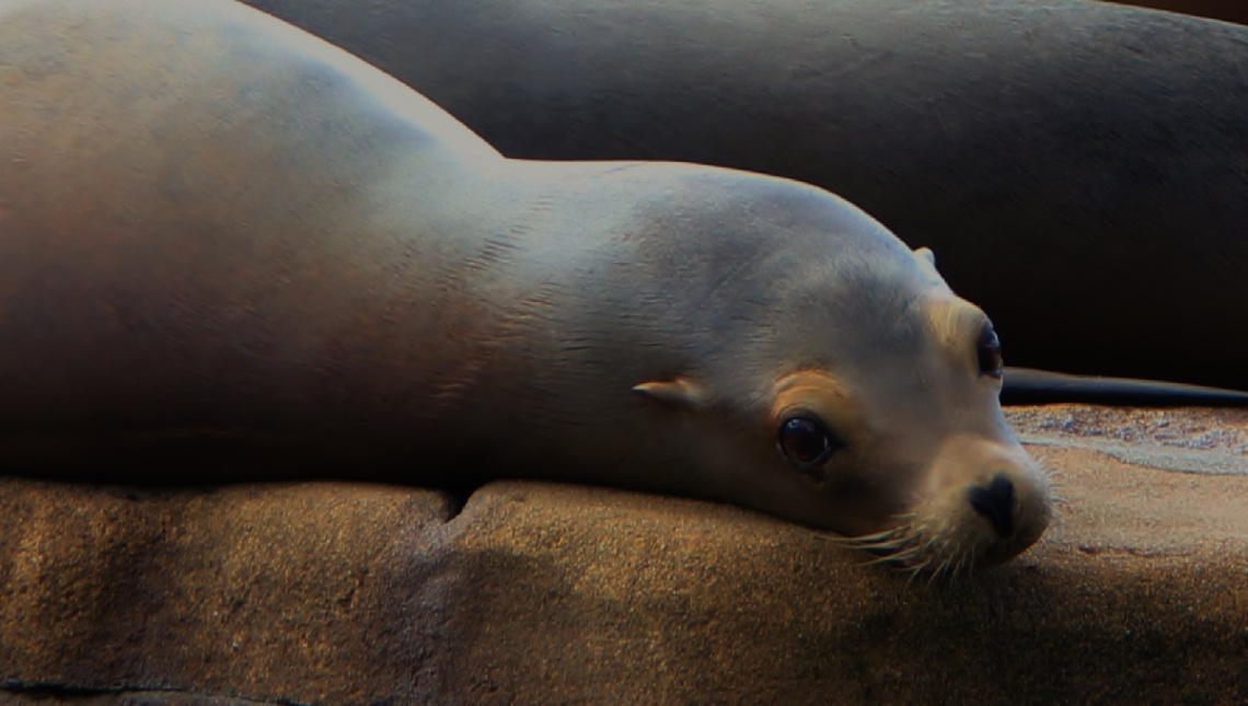 Sea Lion