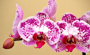 Orchid 