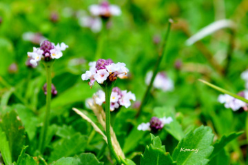 mini flowers .. 