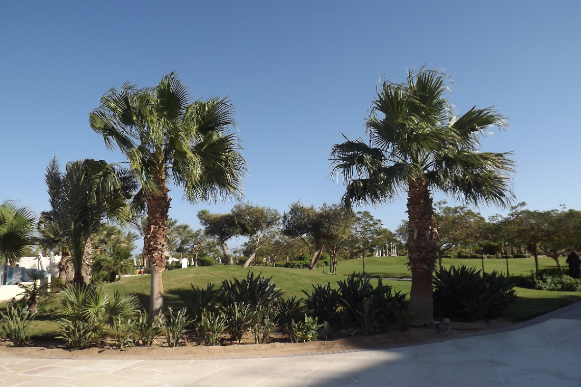 Egypt - Hurghada - Palm trees