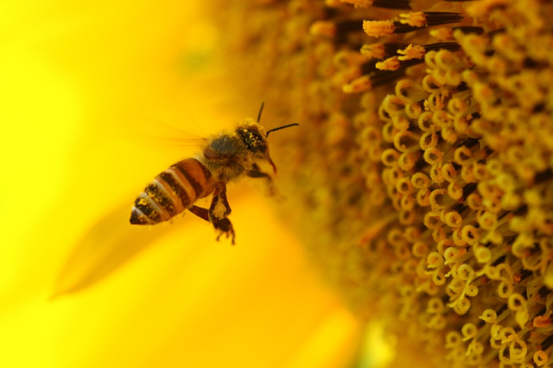 working in the yellow world