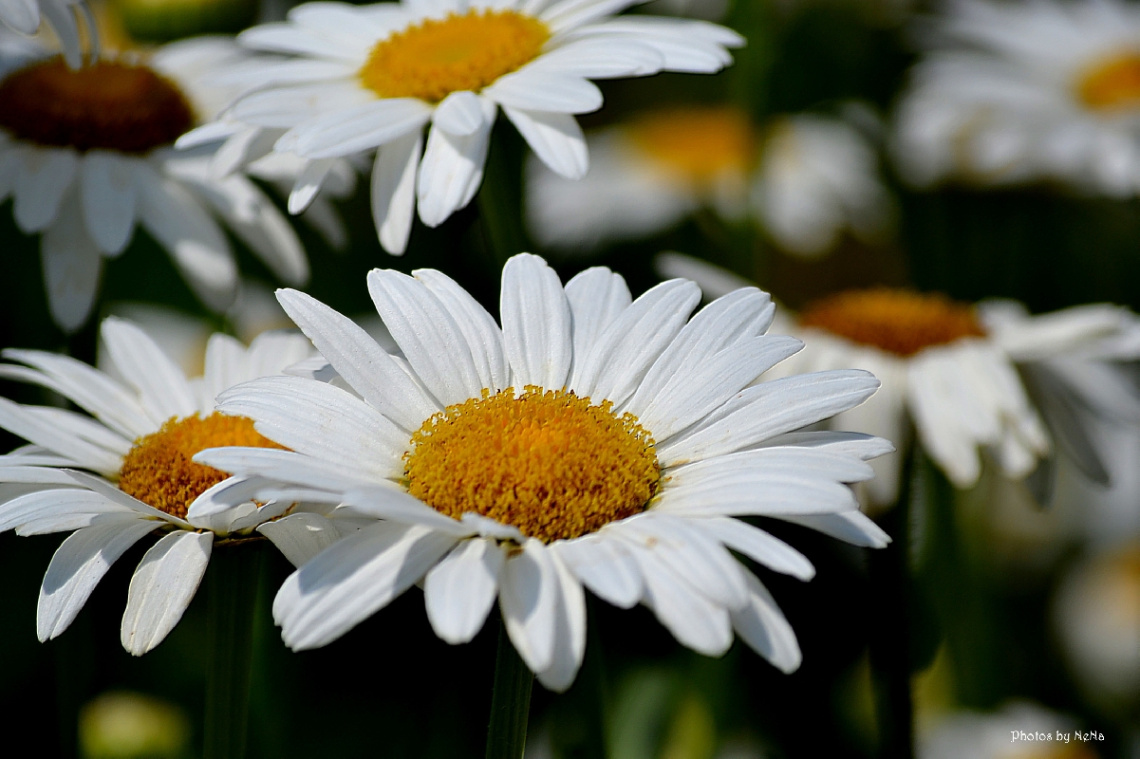 White Daisy