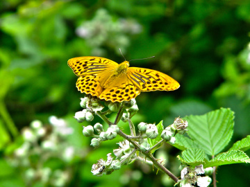 Butterfly