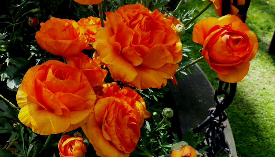 Orange view