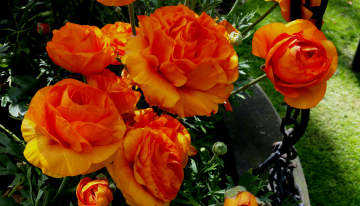 Orange view