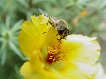 bee