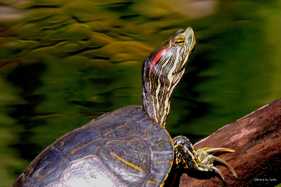 Freshwater turtle