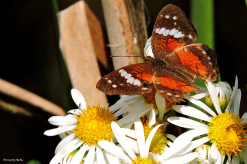 Borboleta I