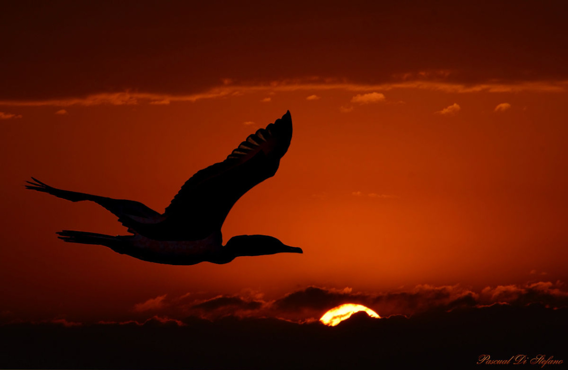 Flying in the sunset III